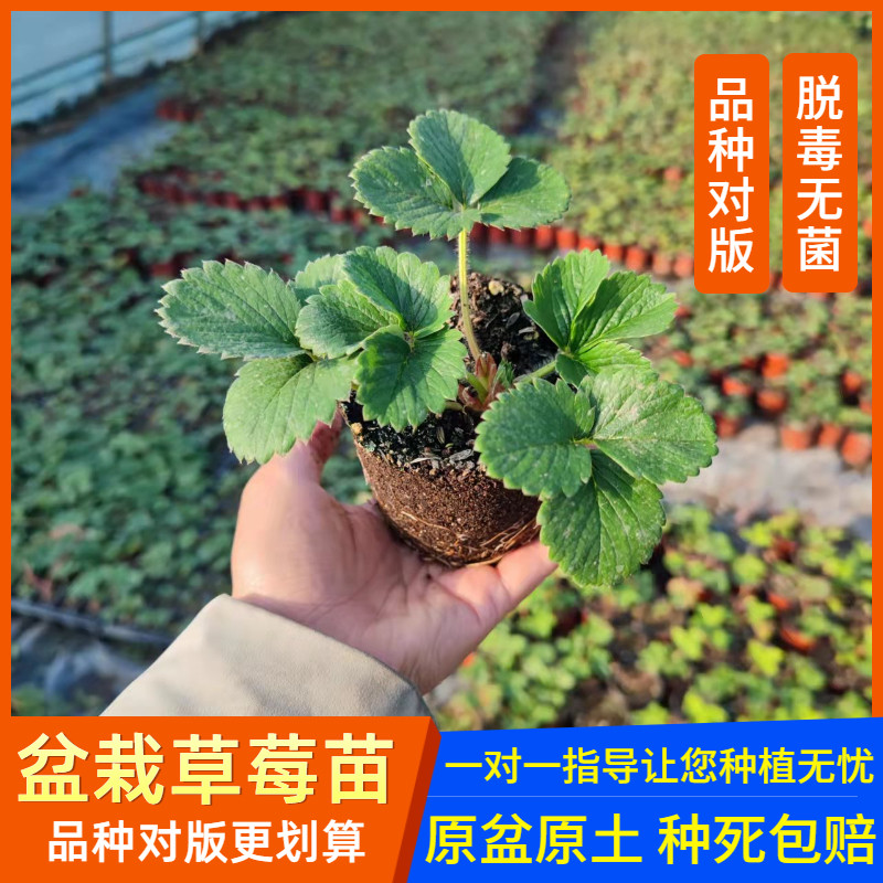 奶油草莓苗带盆带土盆栽四季结果红颜天使粉玉南方阳台露天种植苗