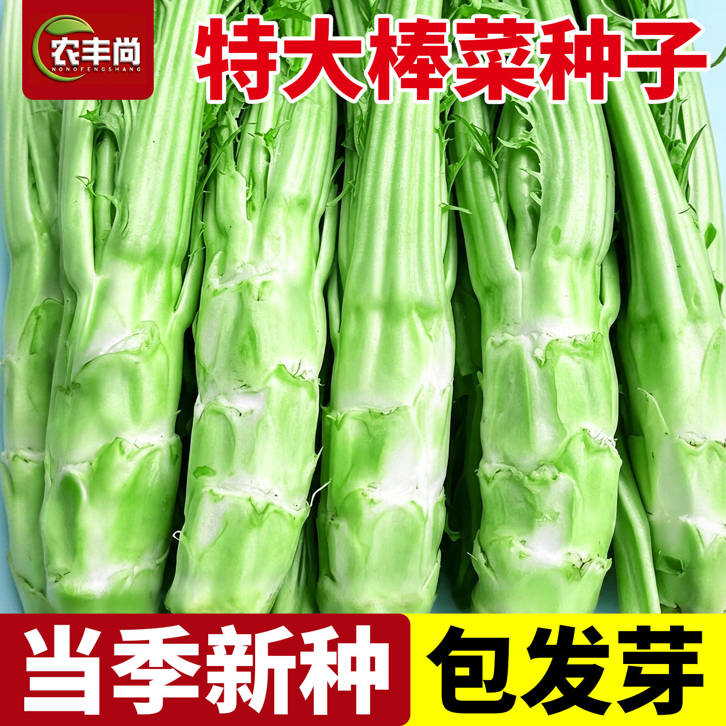 棒棒菜种籽四川芥菜头种子南方秋图片