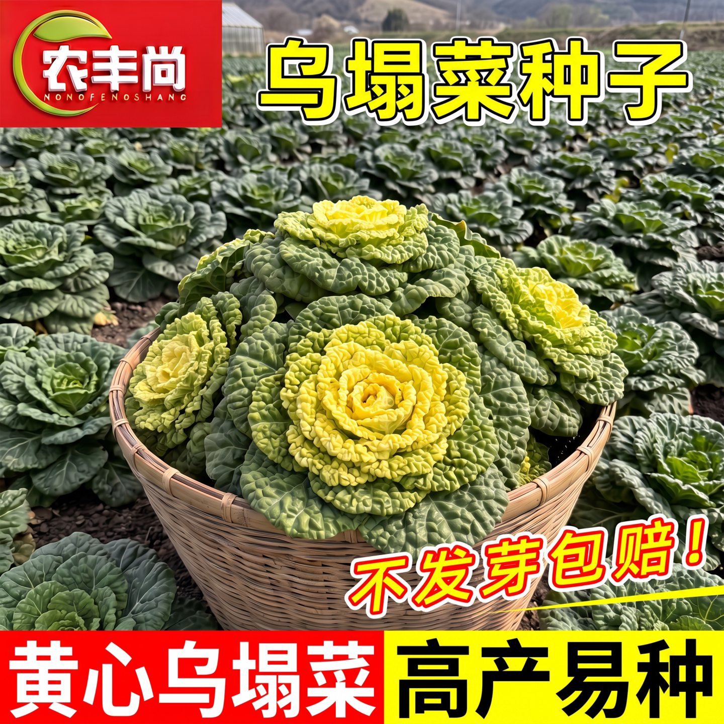 乌塌菜种子耐寒高产抗病阳台盆栽农家庭院四季秋冬季小八叶蔬菜籽