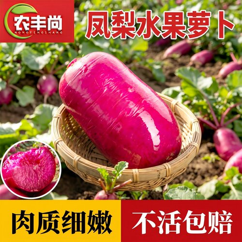 凤梨水果萝卜种子紫美人萝卜籽