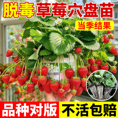 脱毒草莓穴盘苗四季结果新苗
