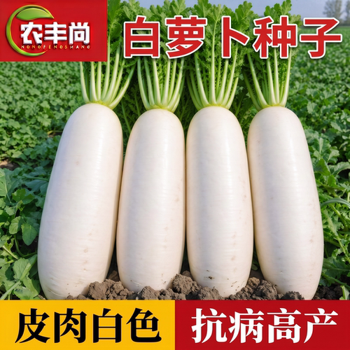 高产特大白萝卜孑种子老品种耐热