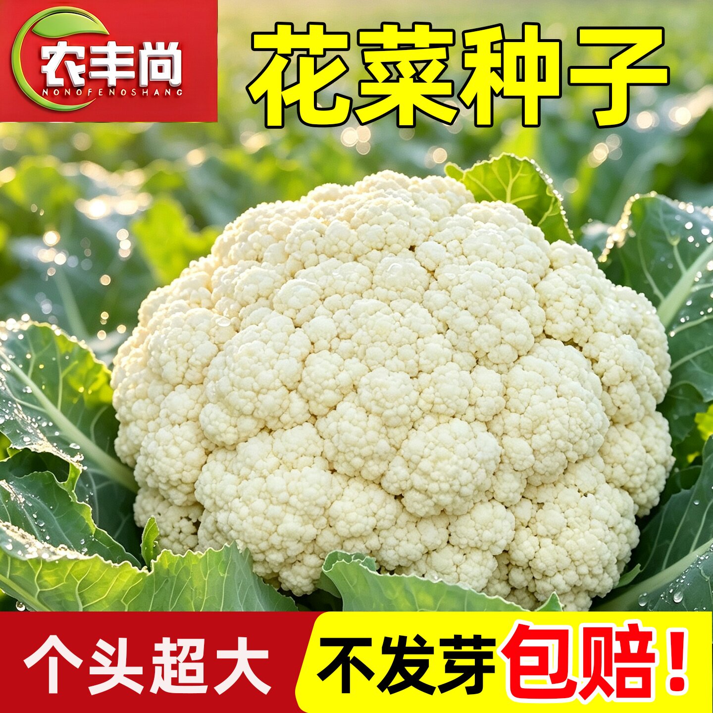 花菜孑种子早熟四季阳台庭院种植