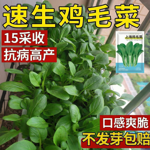鸡毛菜种子春季种植速生小青菜