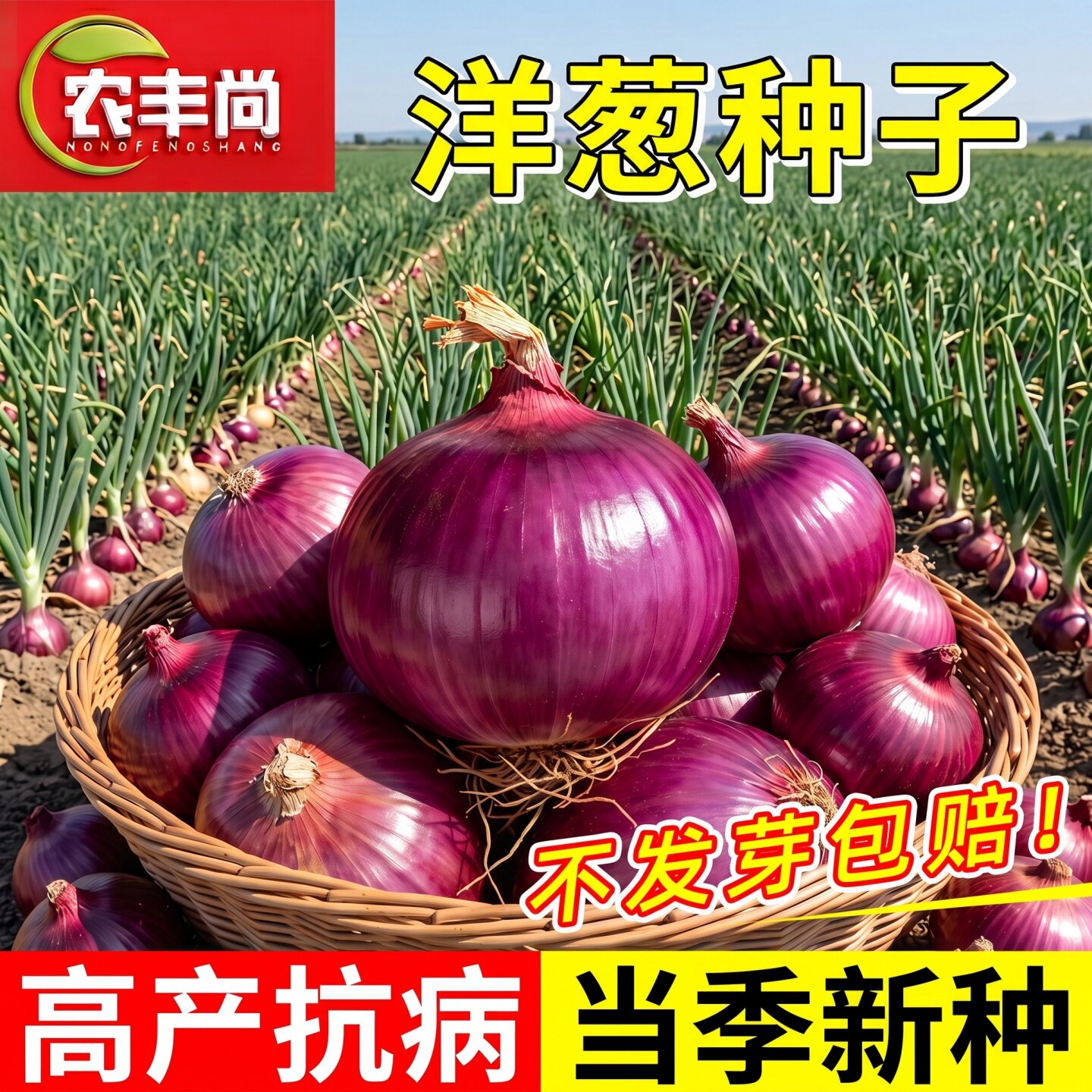 水果洋葱种子老品种高产耐热耐寒盆栽四季秋冬季蔬菜籽生吃洋葱种