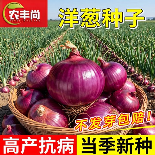 水果洋葱种子老品种高产耐热耐寒