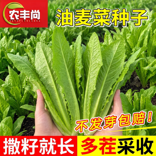 油麦菜孑种子四季速生老品种高产