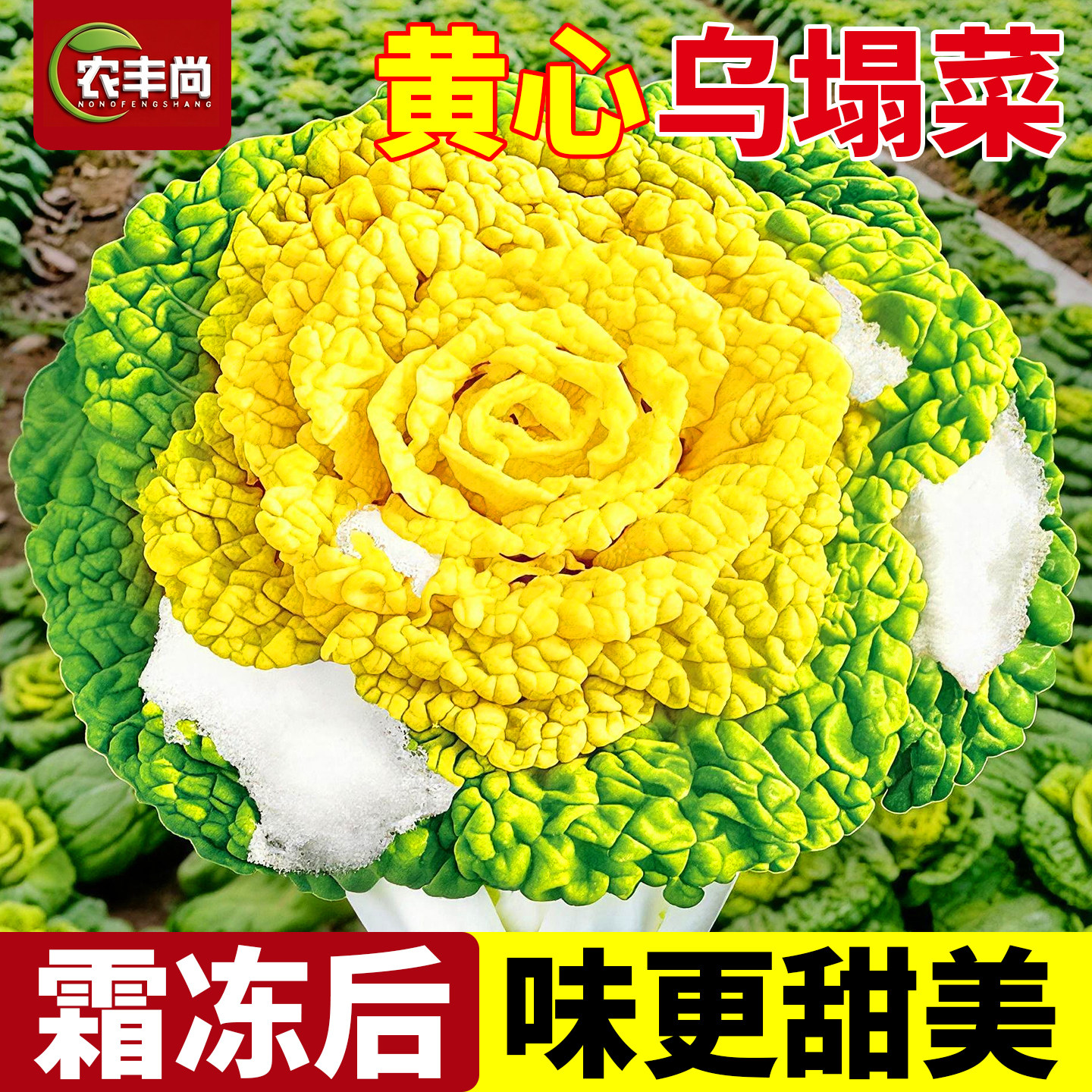 黄心乌塌菜四季耐热耐寒黄心菜种苗菊花心菜大白菜农家蔬菜种籽种