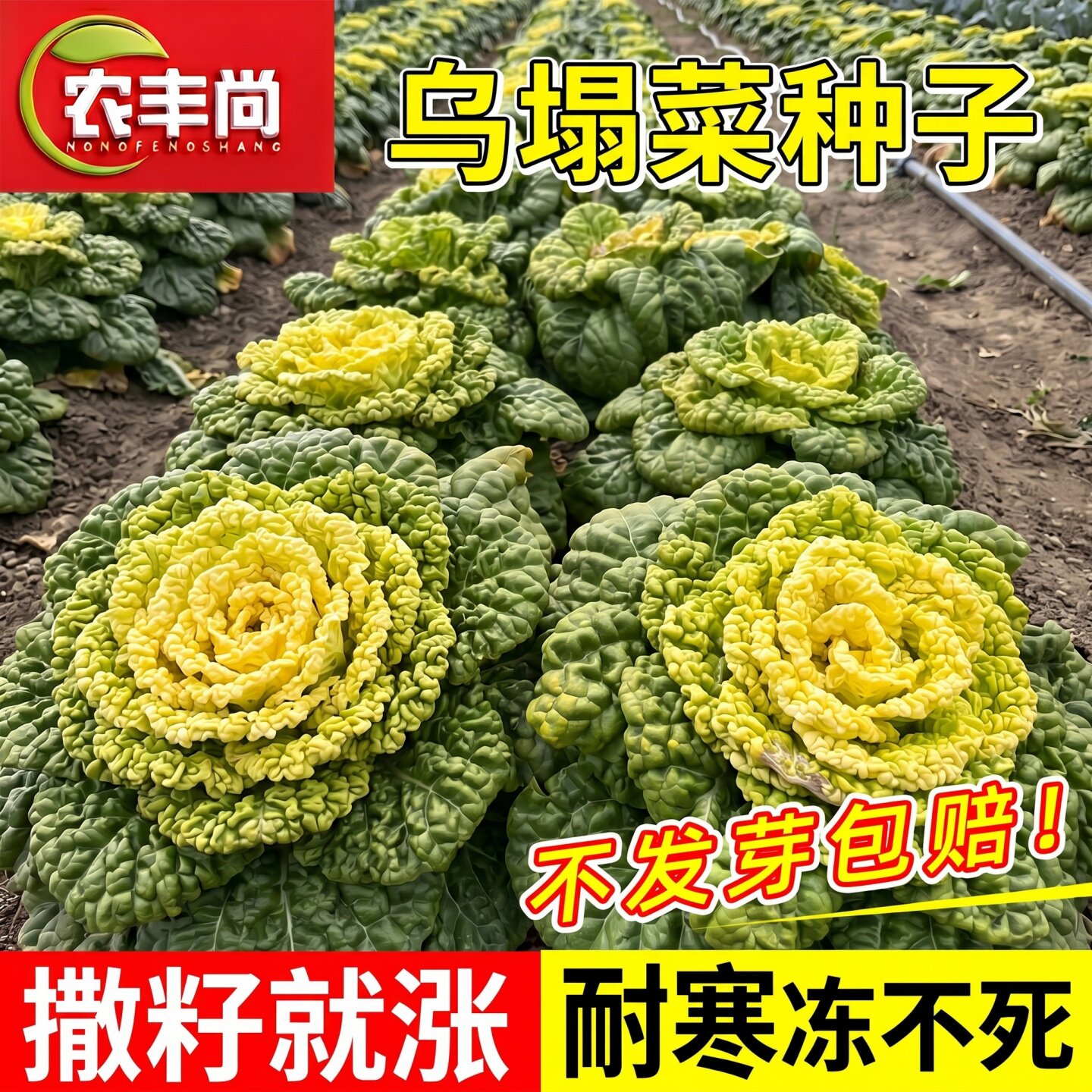 乌塌菜种子四季高产耐热耐寒农家小院秋冬季可越冬奶油黄心蔬菜籽