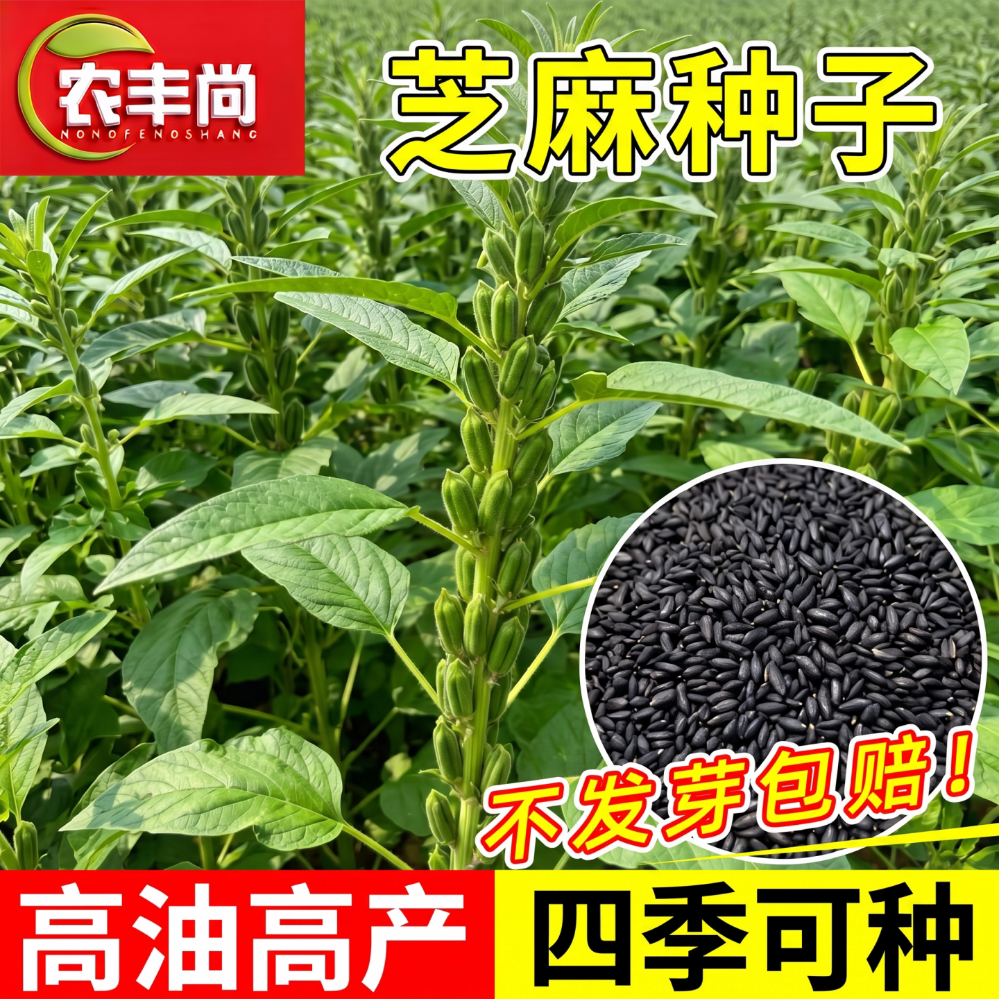 芝麻种子老品种高产早熟高出油率图片
