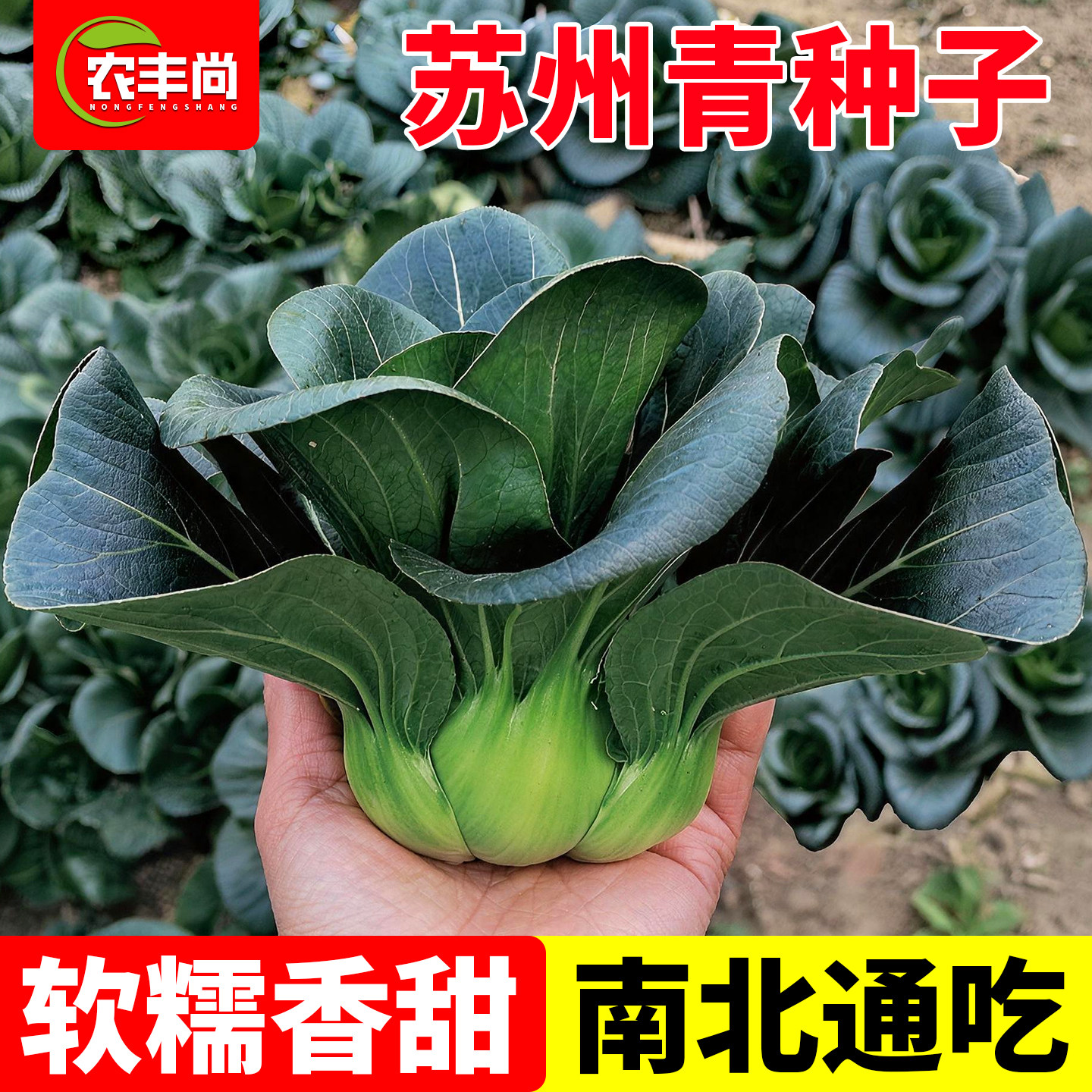 黑叶矮箕苏州青种子耐寒可越冬四倍体矮脚小青菜种籽秋冬蔬菜种子