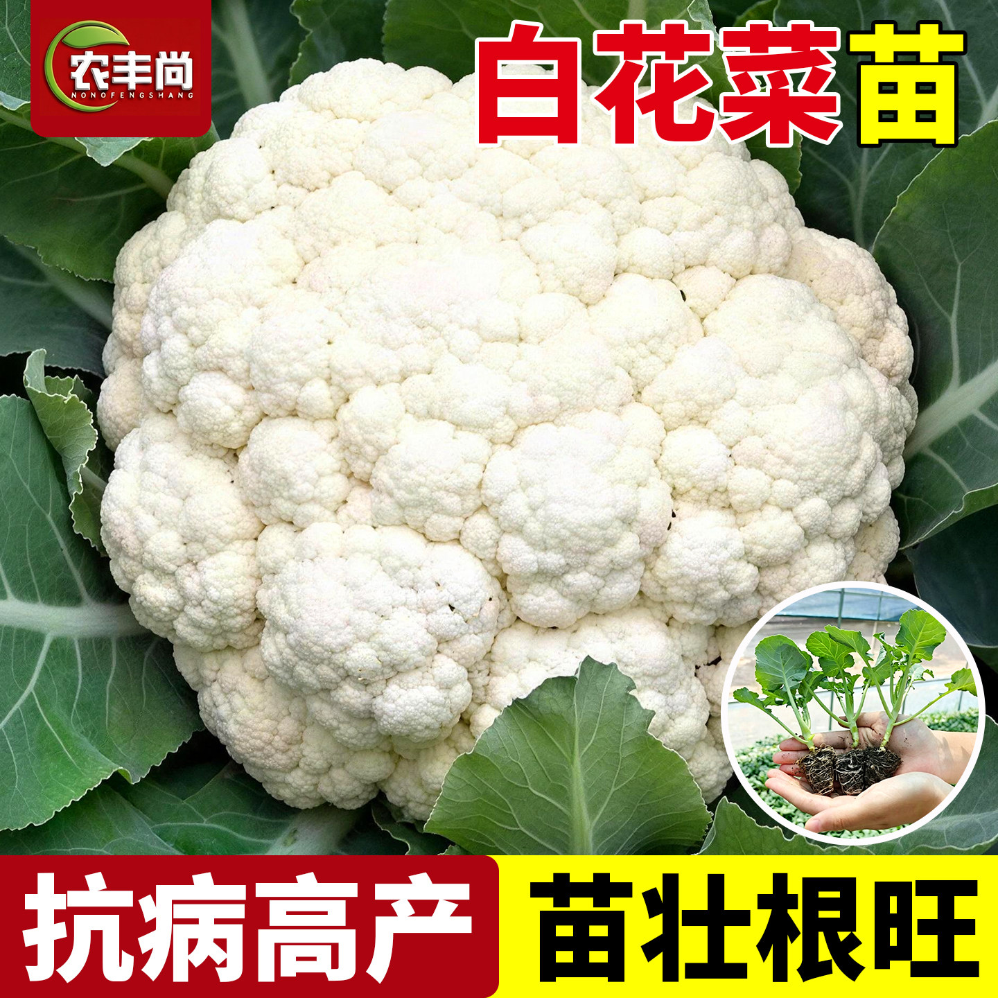 有机花菜苗带土庭院阳台四季种植图片
