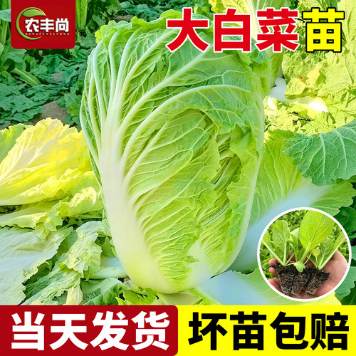 大白菜苗蔬菜秧苗正宗有机老品种