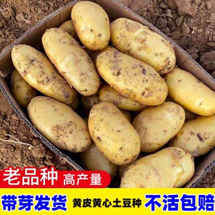 秋播黄心土豆种子秋季高产马铃薯种蔬菜种子种植农家自种地瓜菜籽