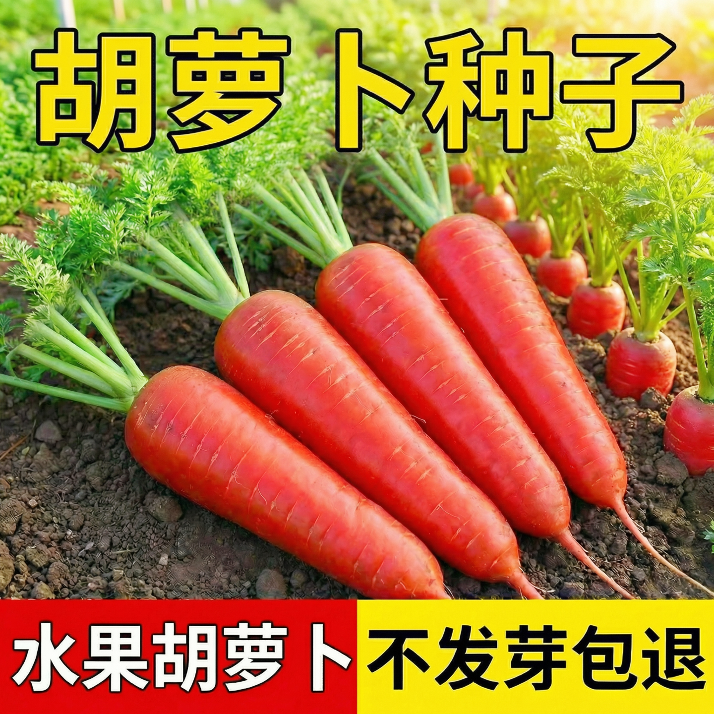 胡萝卜种子阳台红水果胡萝卜种籽图片