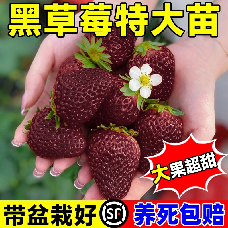 阳台种植奶油草莓苗盆栽四季结果