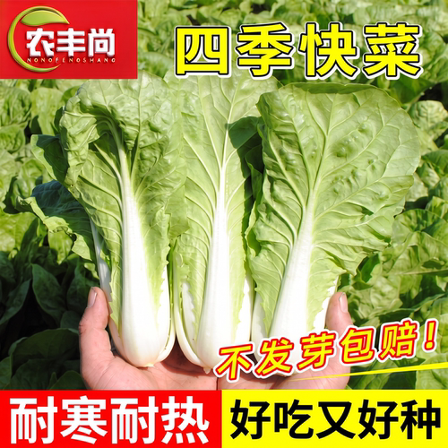 奶油快菜孑种子速生高产阳台盆栽
