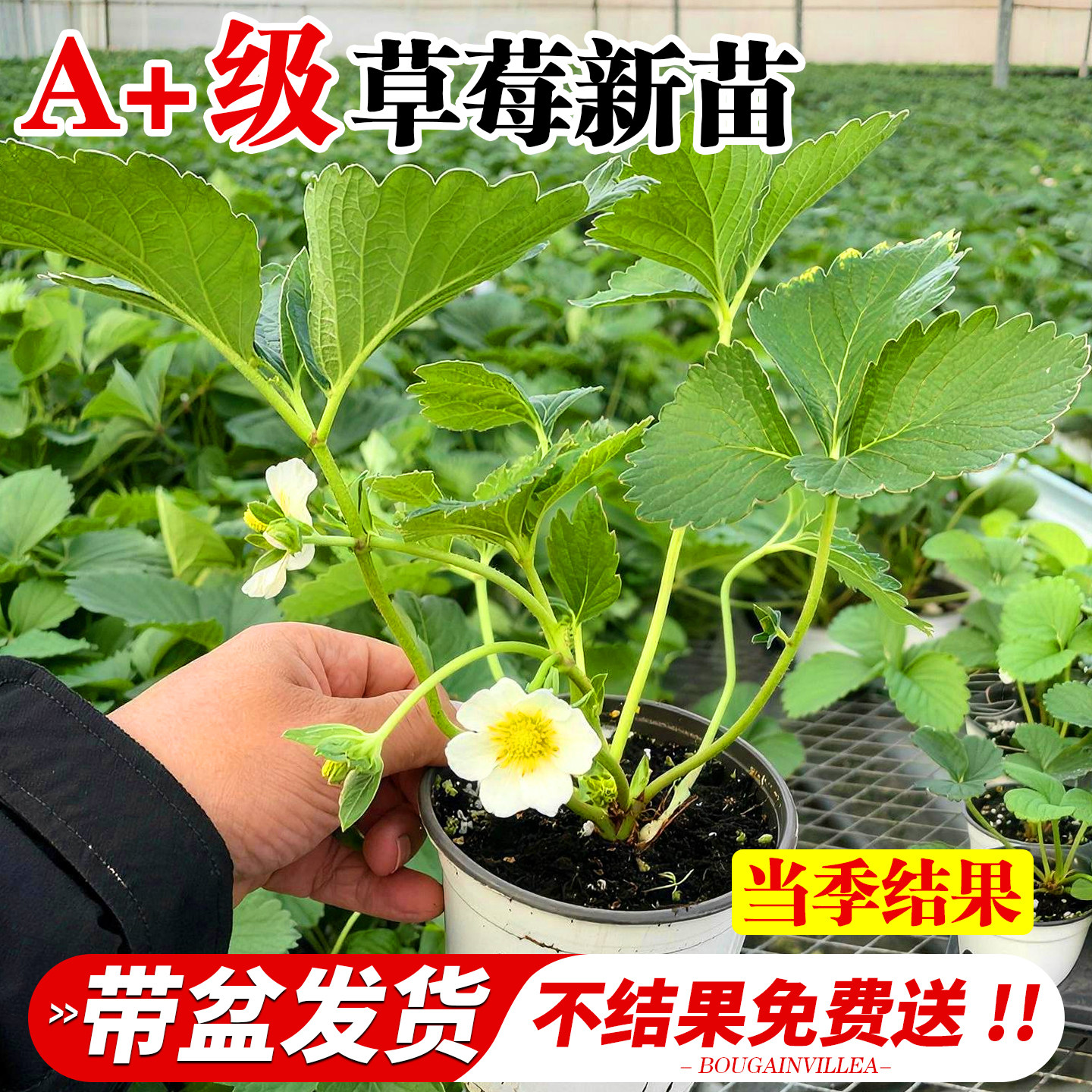 草莓苗秧四季结果盆栽种子苗奶油特大号优质脱毒批发玄玉红颜隋珠