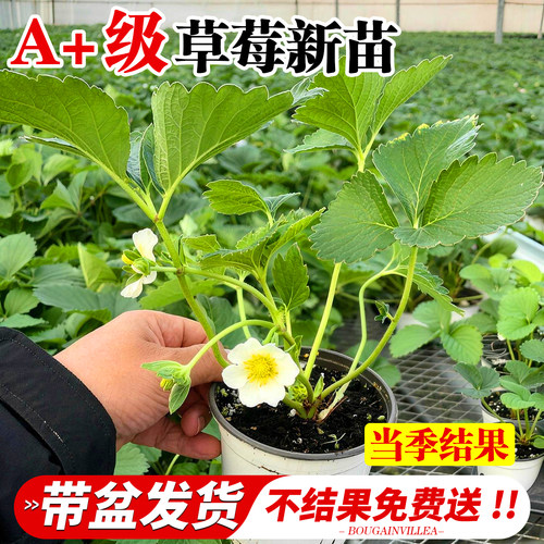 草莓苗秧四季结果盆栽种子秧苗