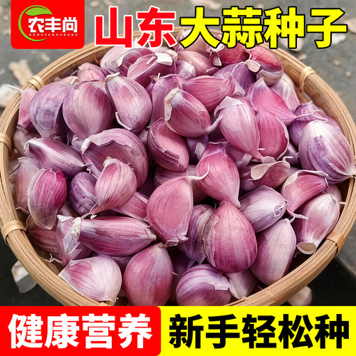 大蒜种子籽庭院阳台盆栽种植高产