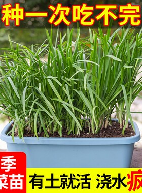 现挖红根宽叶韭菜根苗四季种子种籽阳台盆栽苗紫根籽种小叶韭菜根
