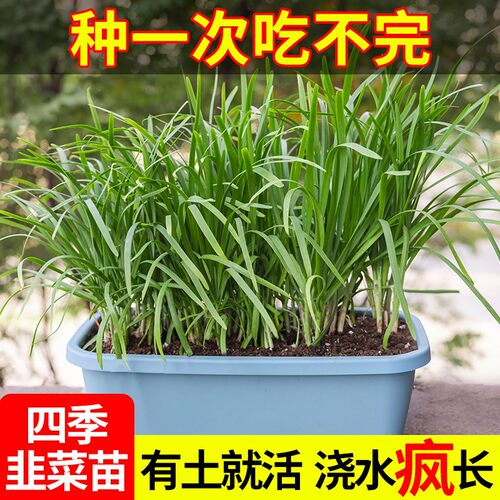 现挖韭菜根阳台庭院室外种植紫根