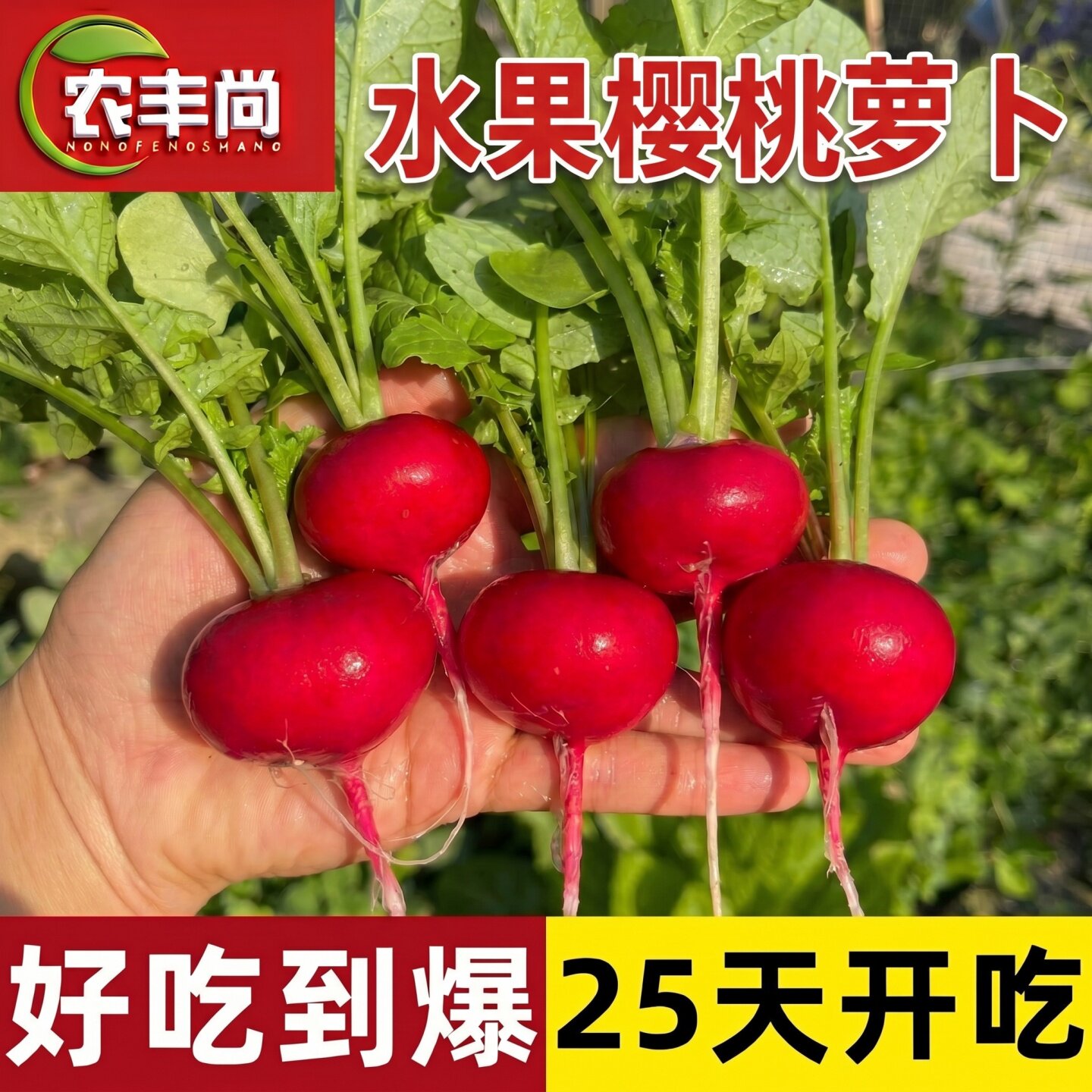 樱桃萝卜种子阳台通用各种四季图片