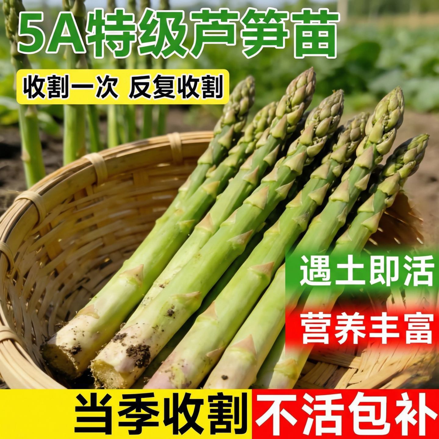 芦笋根苗带土紫色芦笋菜苗种植苗阳台盆栽春季蔬菜秧苗芦笋种籽子