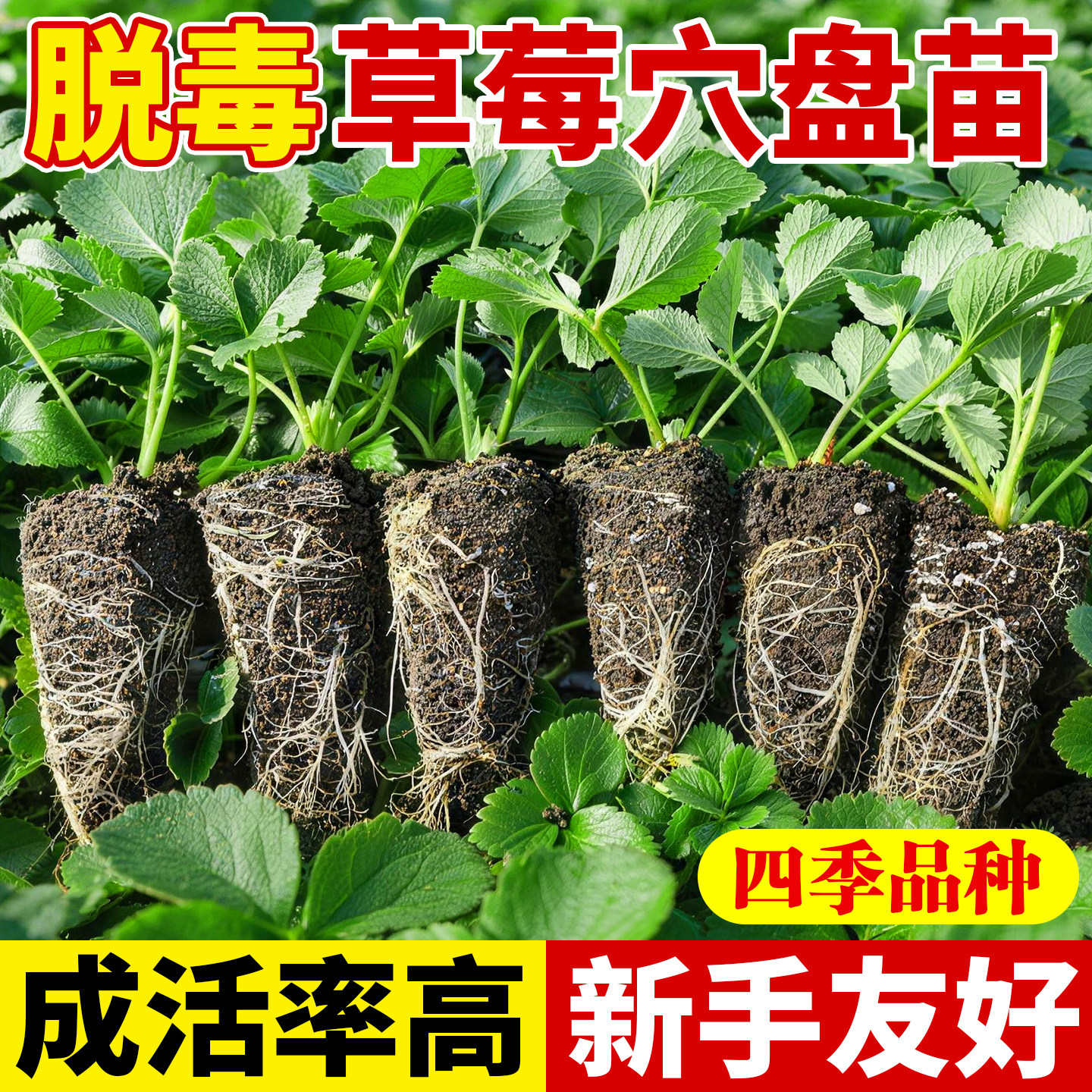 草莓秧苗穴盘苗四季奶油带土发货南北方阳台盆栽当年结果脱毒新苗