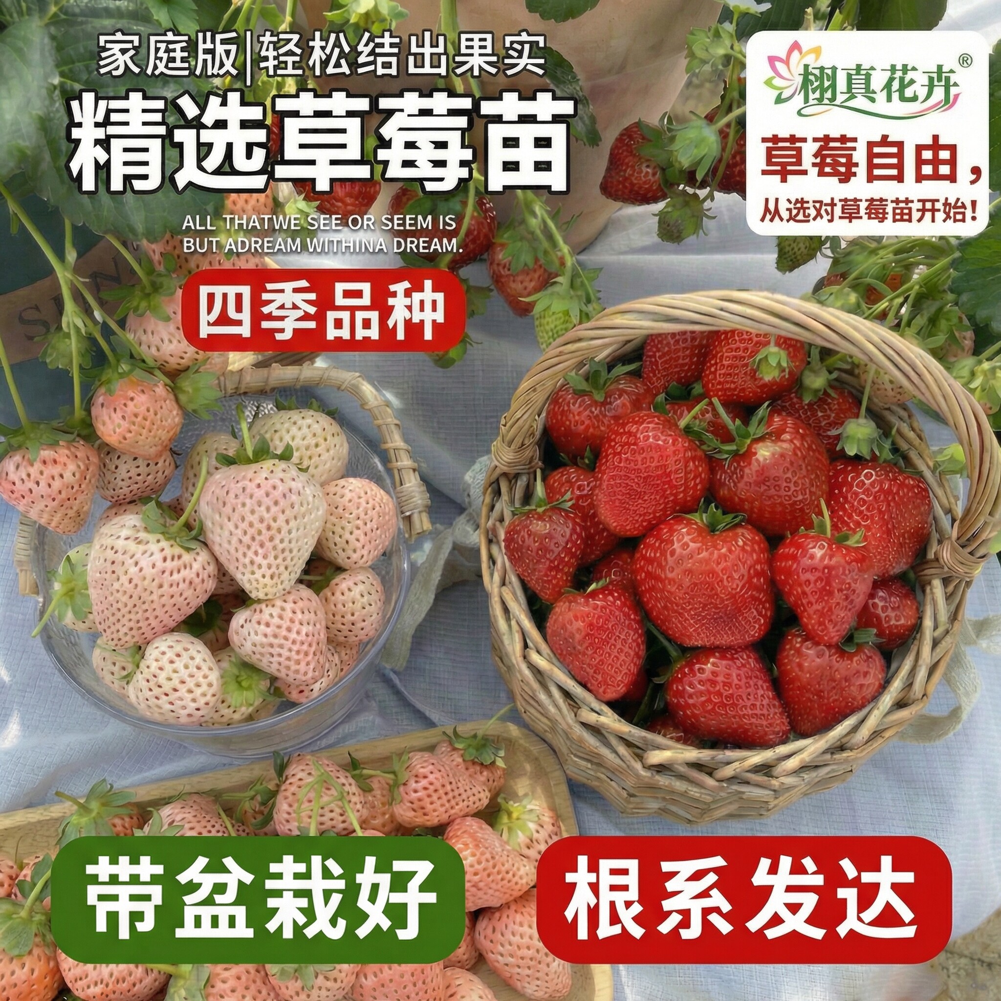 草莓盆栽奶油室内四季可食用精品农家优质带土秧苗阳台庭院可种植