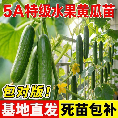 水果黄瓜苗秧四季阳台秋季蔬菜苗