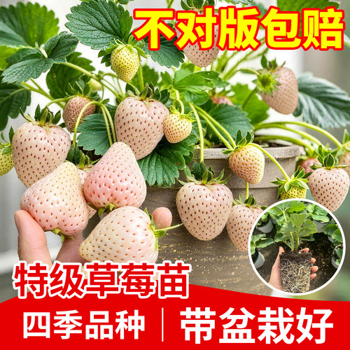 草莓苗秧白雪公主四季结果盆栽苗