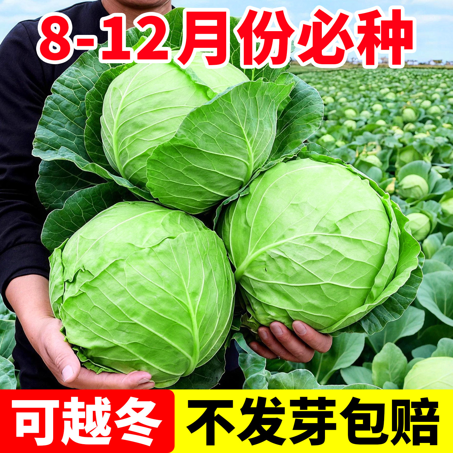 绿甘蓝种子包菜种子籽种甜脆早熟结球甘蓝秋冬季耐寒抗冻蔬菜种子