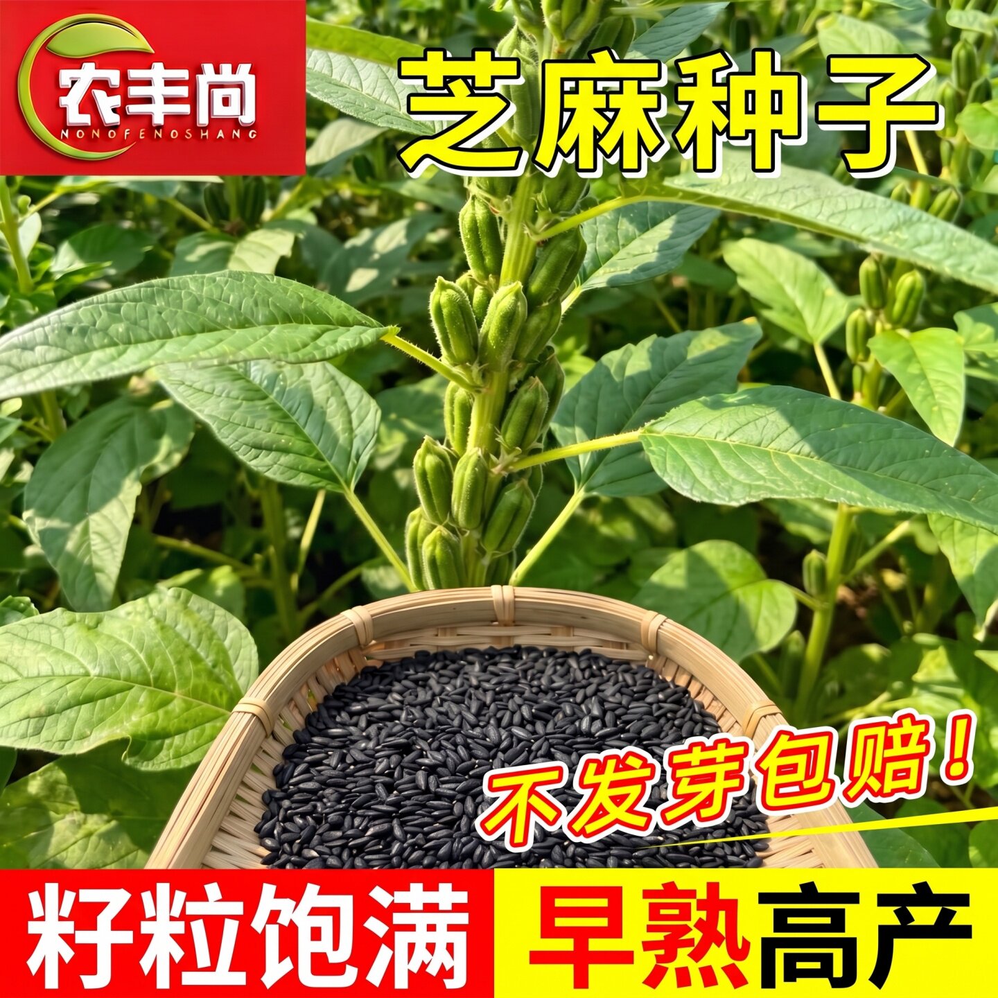 芝麻籽种子早熟抗倒伏老品种高产图片