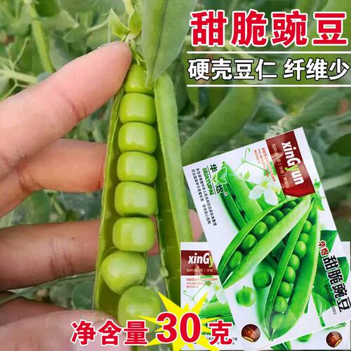 豆种籽甜脆豌豆种子荷兰豆