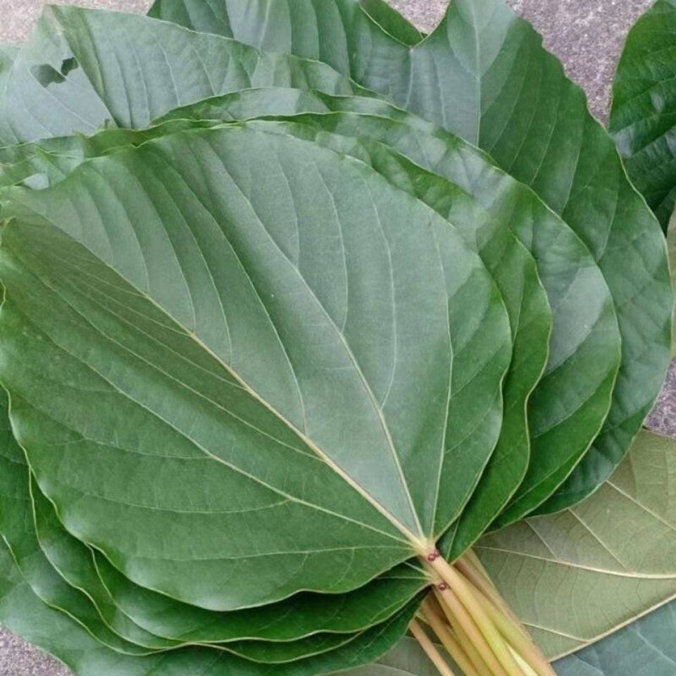 新鲜桐子叶油桐树叶现摘桐树叶桐油果包玉米麦子包谷粑粑重庆