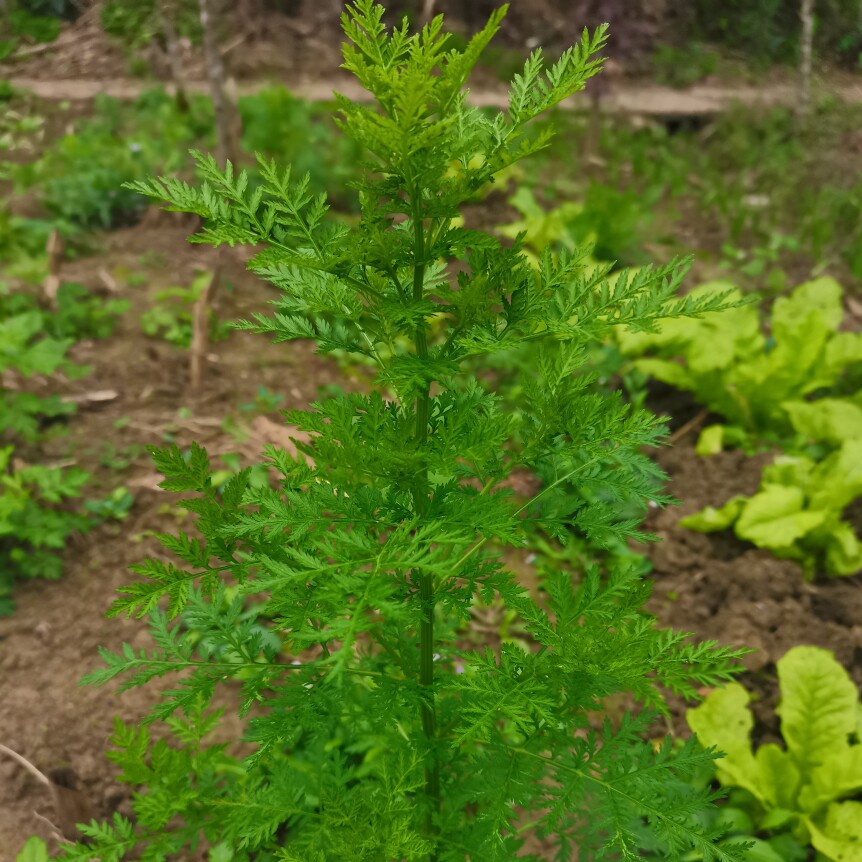 新鲜苦蒿黄花蒿青蒿山里现挖清热下火泡茶泡澡嫩蒿带根整棵发货