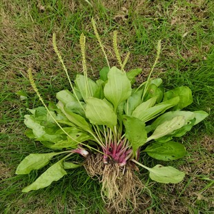 新鲜车前草车轱辘菜车轮菜车钱草野生带根车前子田冠草猪肚菜