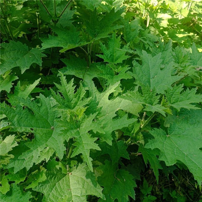 重庆新鲜霍麻草咬人草荨麻草蜇人草嫩尖尖现采现摘