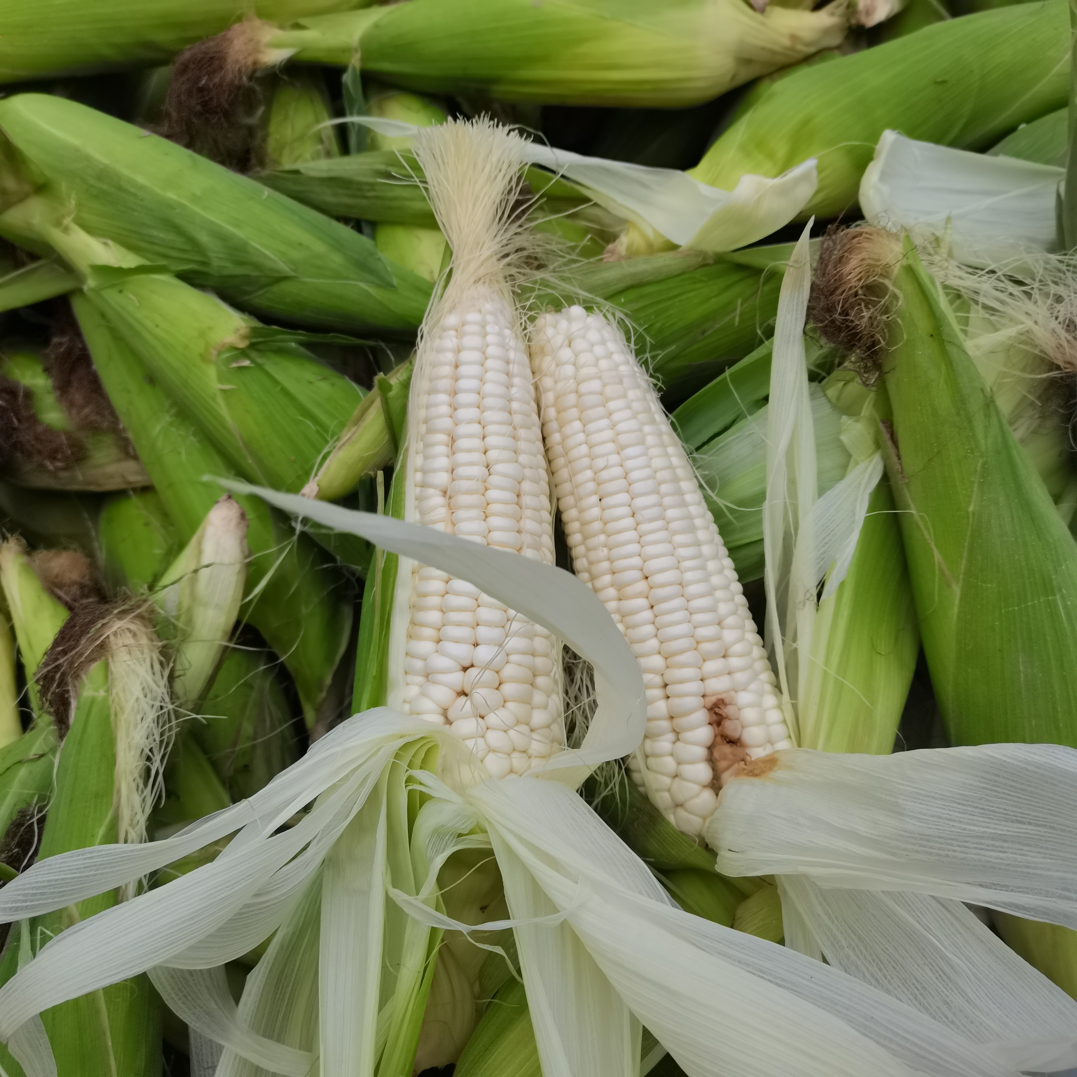 新鲜白糯玉米白玉米糯玉米带壳