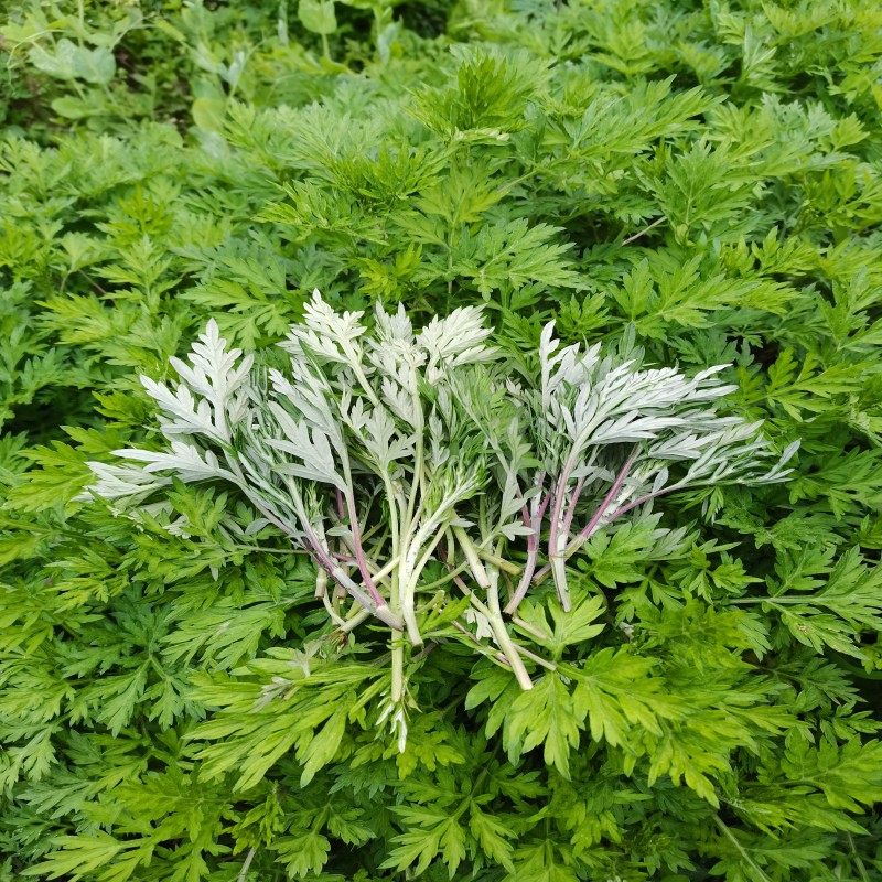 白蒿嫩艾叶艾青团新鲜蔬菜当季食用生艾草叶野生糍粑艾草艾蒿