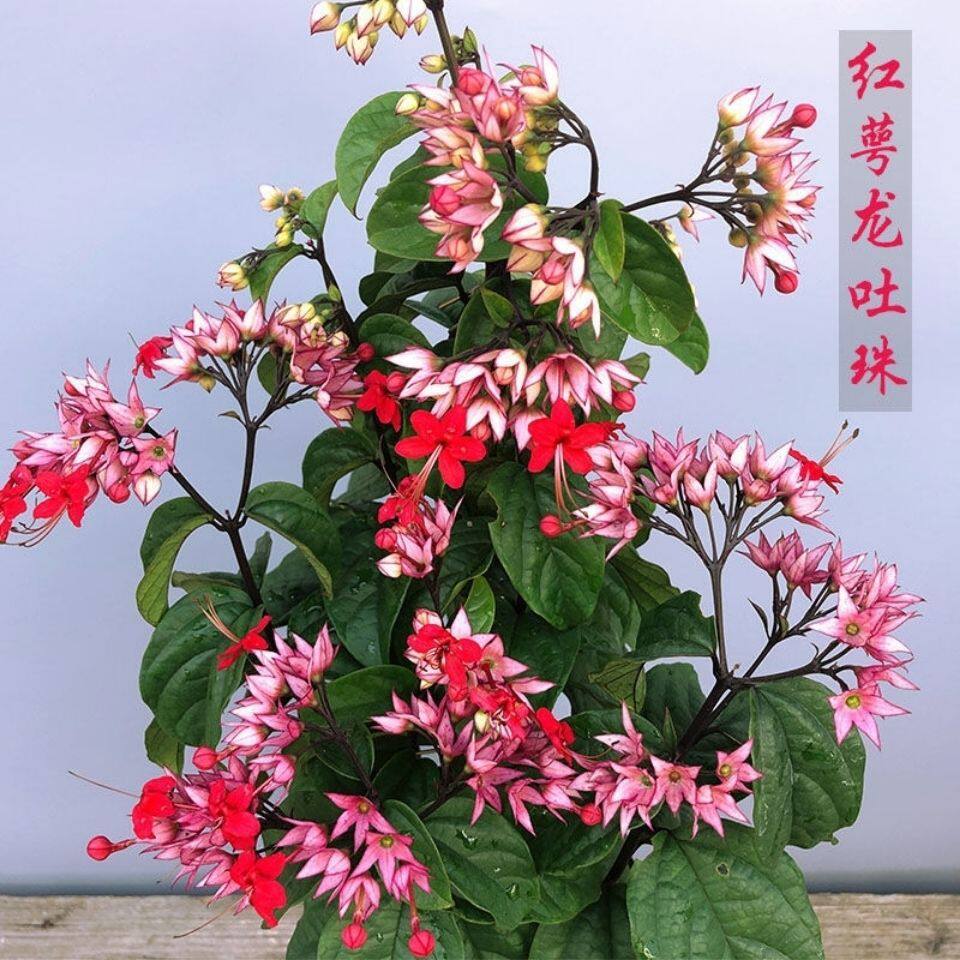 九龙吐珠花苗 红萼龙吐珠 麒麟