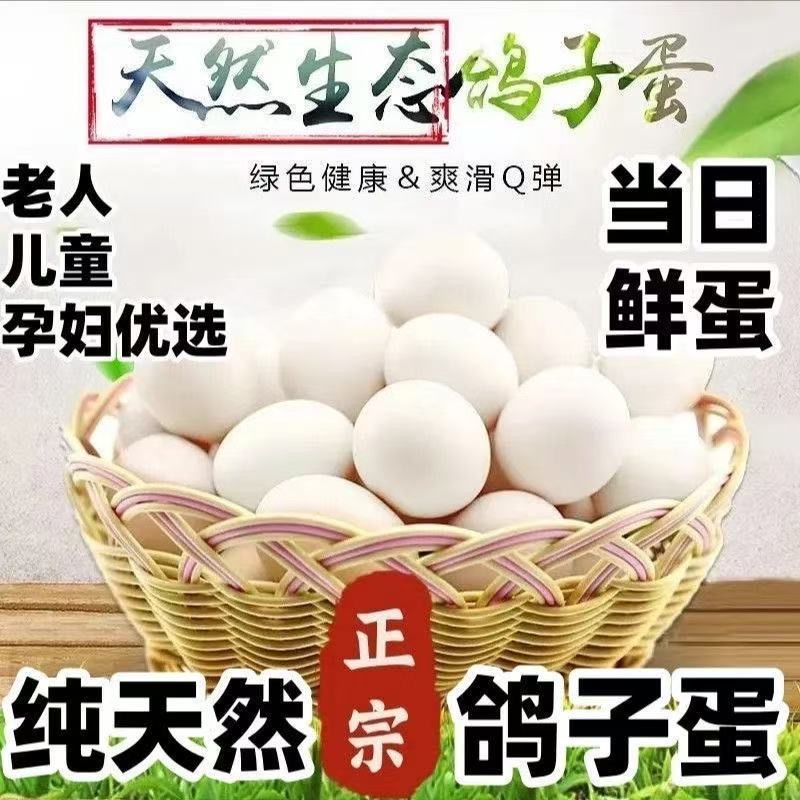 新鲜鸽子蛋30枚/60枚正宗杂粮散养孕妇宝宝辅食了白鸽蛋现捡现发