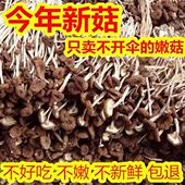 古田不开伞茶树菇茶树菇干货鲜嫩农家茶薪菇农家无硫熏超值干货