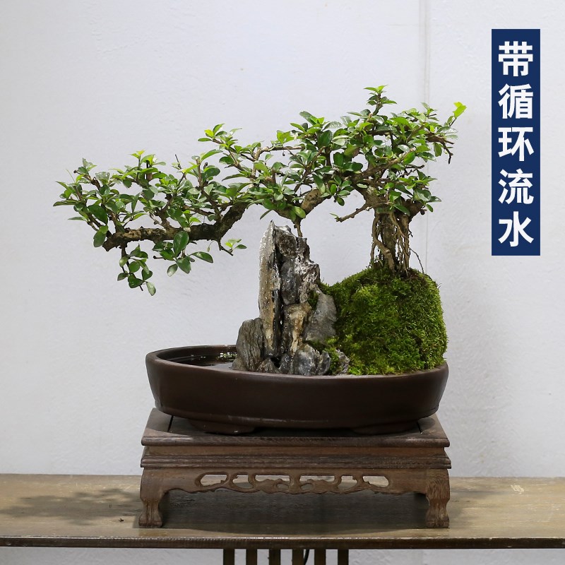 流水假山盆景植物福建茶造型老桩室内客厅办公室绿植桌面盆栽摆件