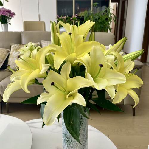 黄色香水百合鲜花插花云南基地直发客厅摆设供佛水养真花氛围装饰