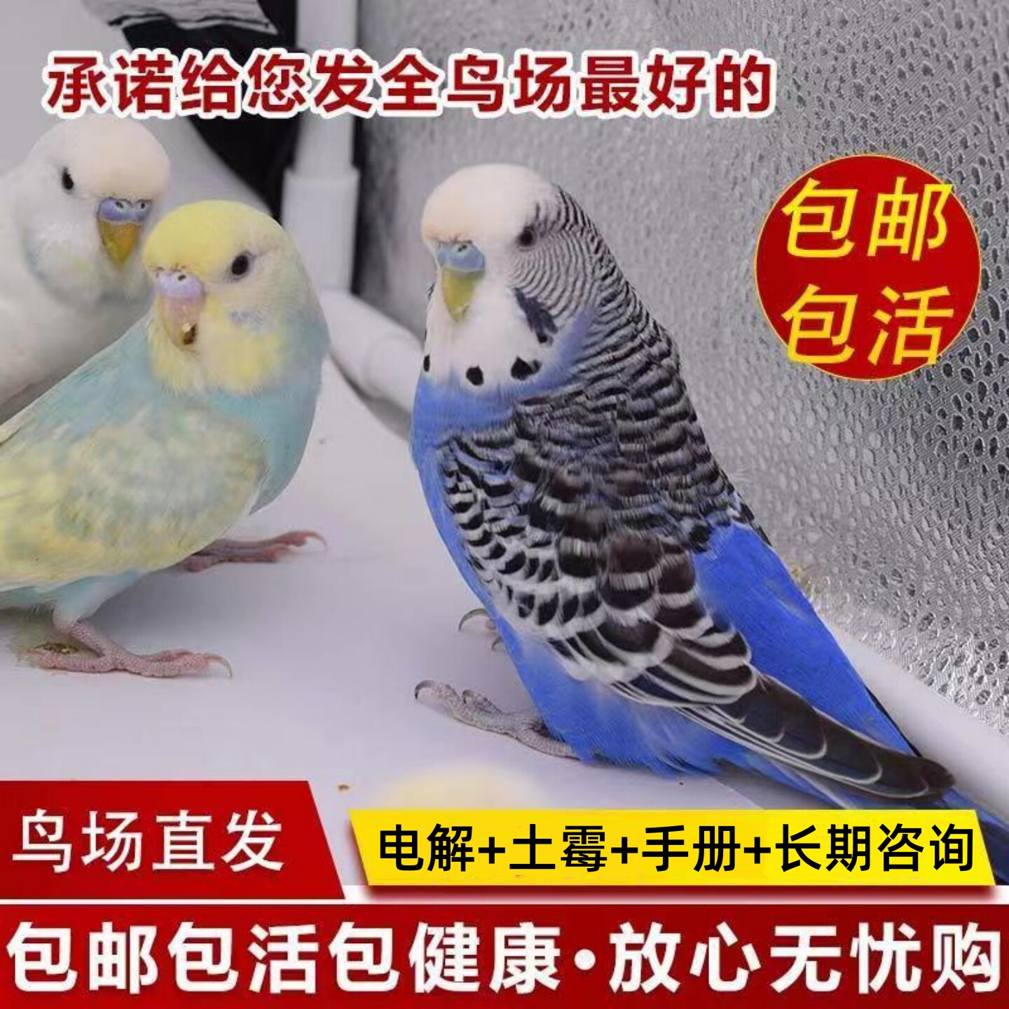 会说活的小鸟活鸟纯种大头虎皮鹦