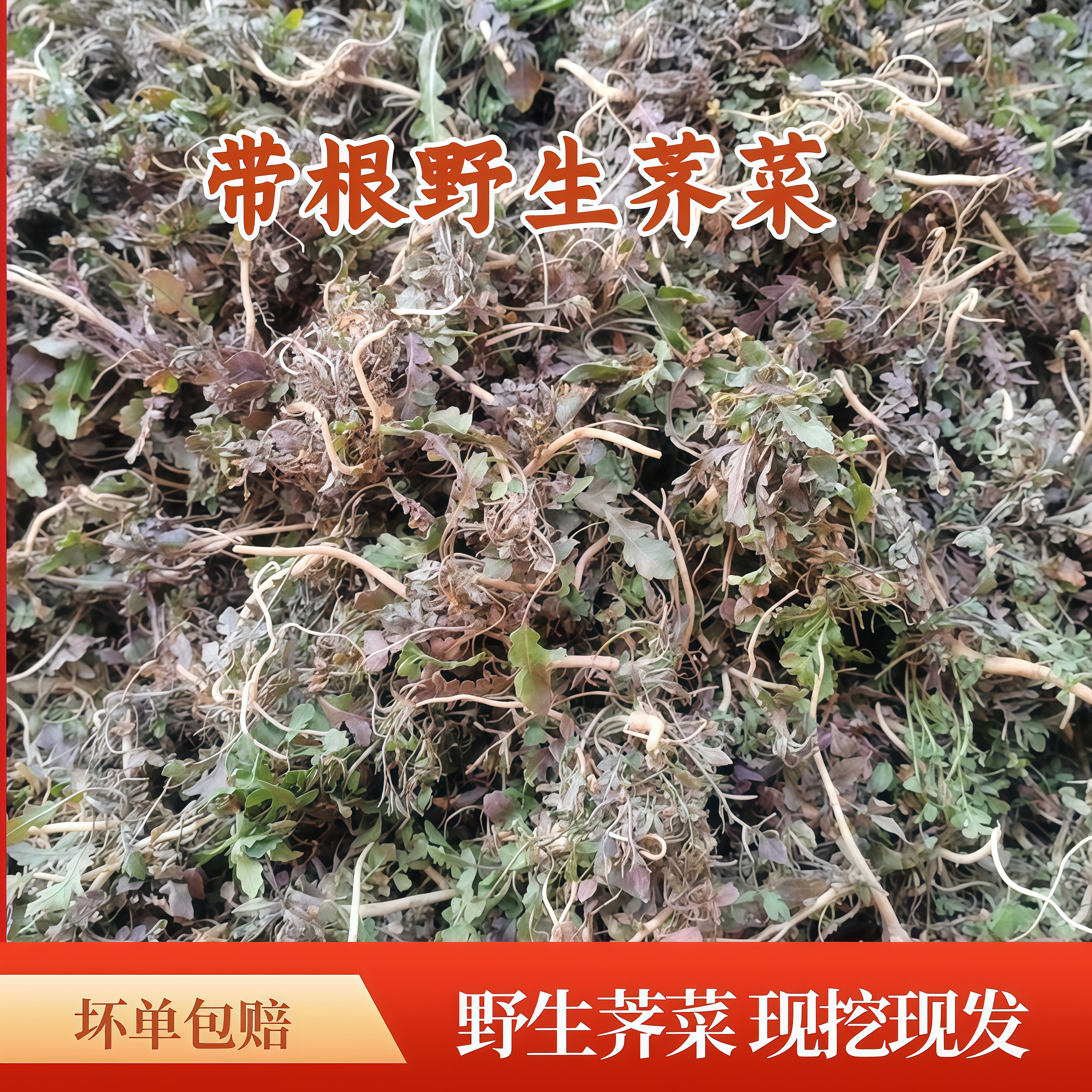 苏北农家现挖现卖地菜野生香荠荠菜地丁野菜新鲜春卷馄饨饺包子馅