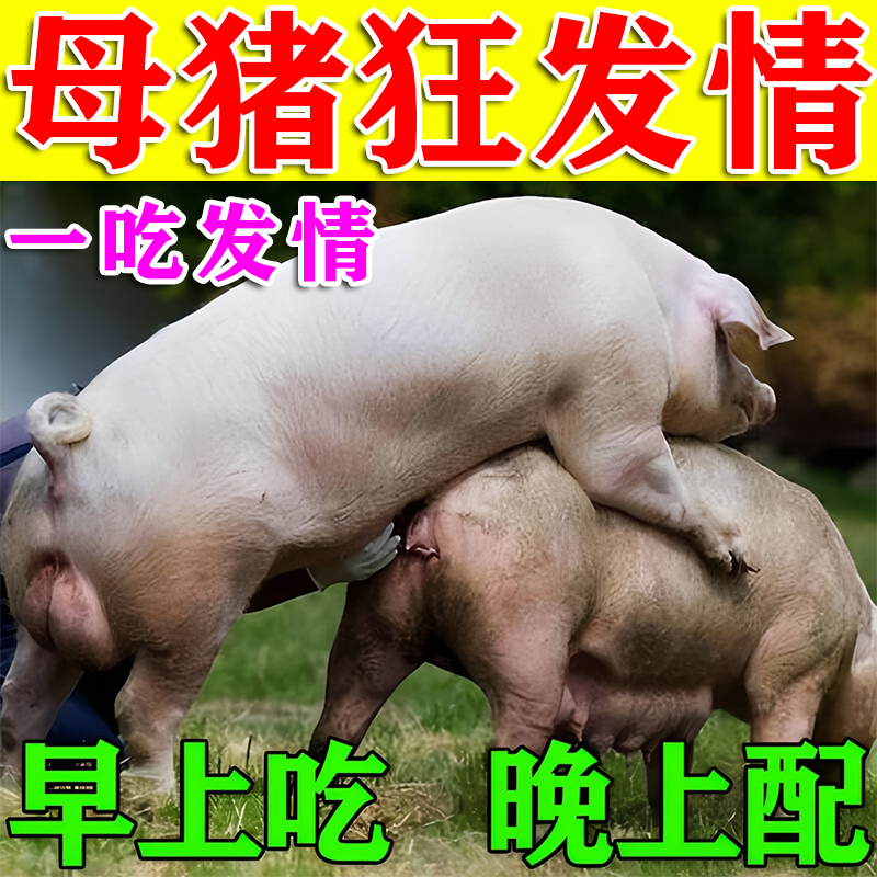 母猪发情的药兽用发情配种粉猪牛羊马诱情剂促孕促发情排卵多胎素