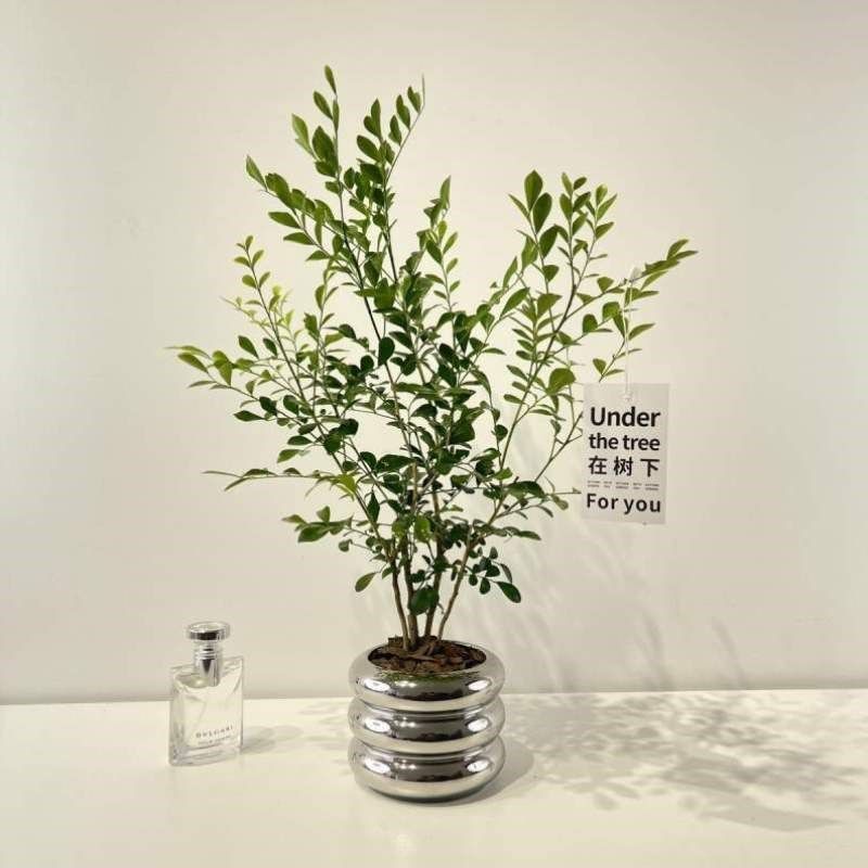 植物养冰箱里眼办公室千的盆上放栽桌面苗绿植绿七里香内好九里香